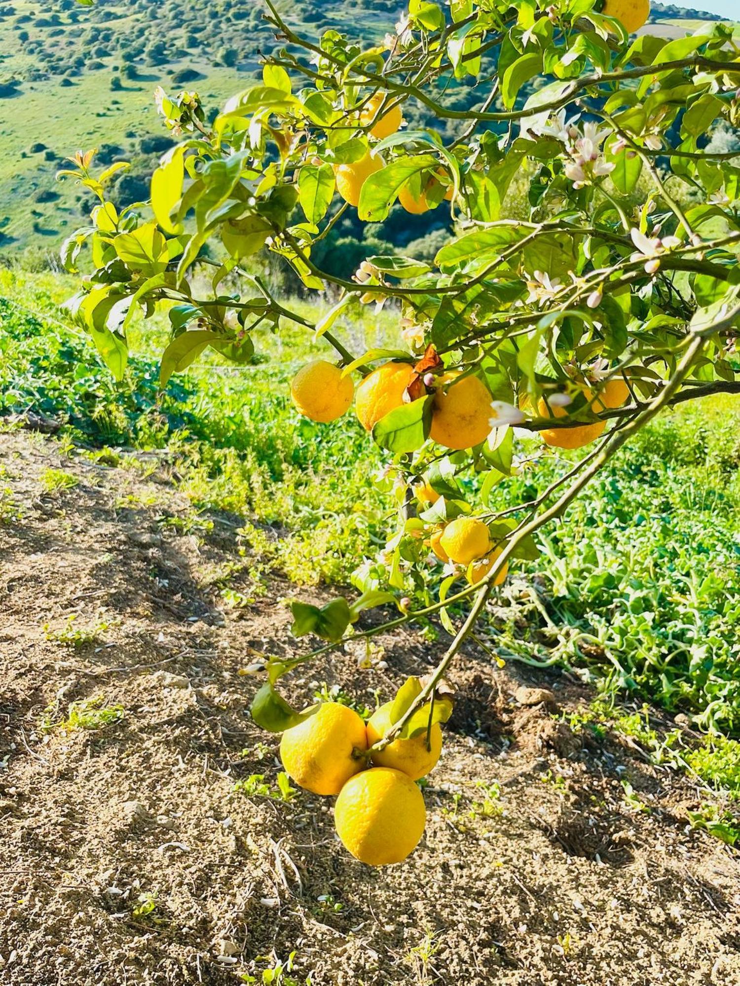 Finca La Vina Villa Vejer de la Frontera Exteriör bild