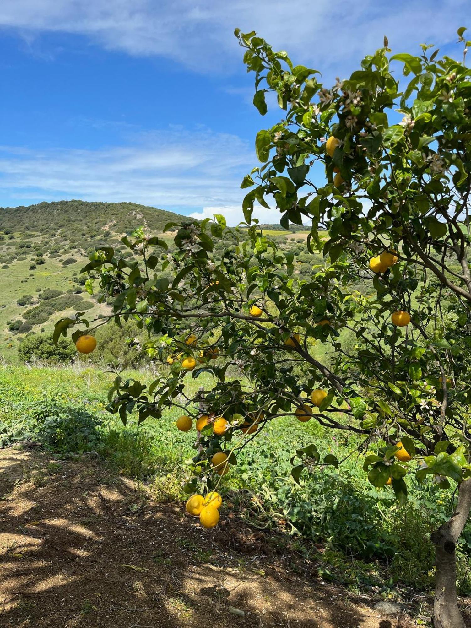 Finca La Vina Villa Vejer de la Frontera Exteriör bild