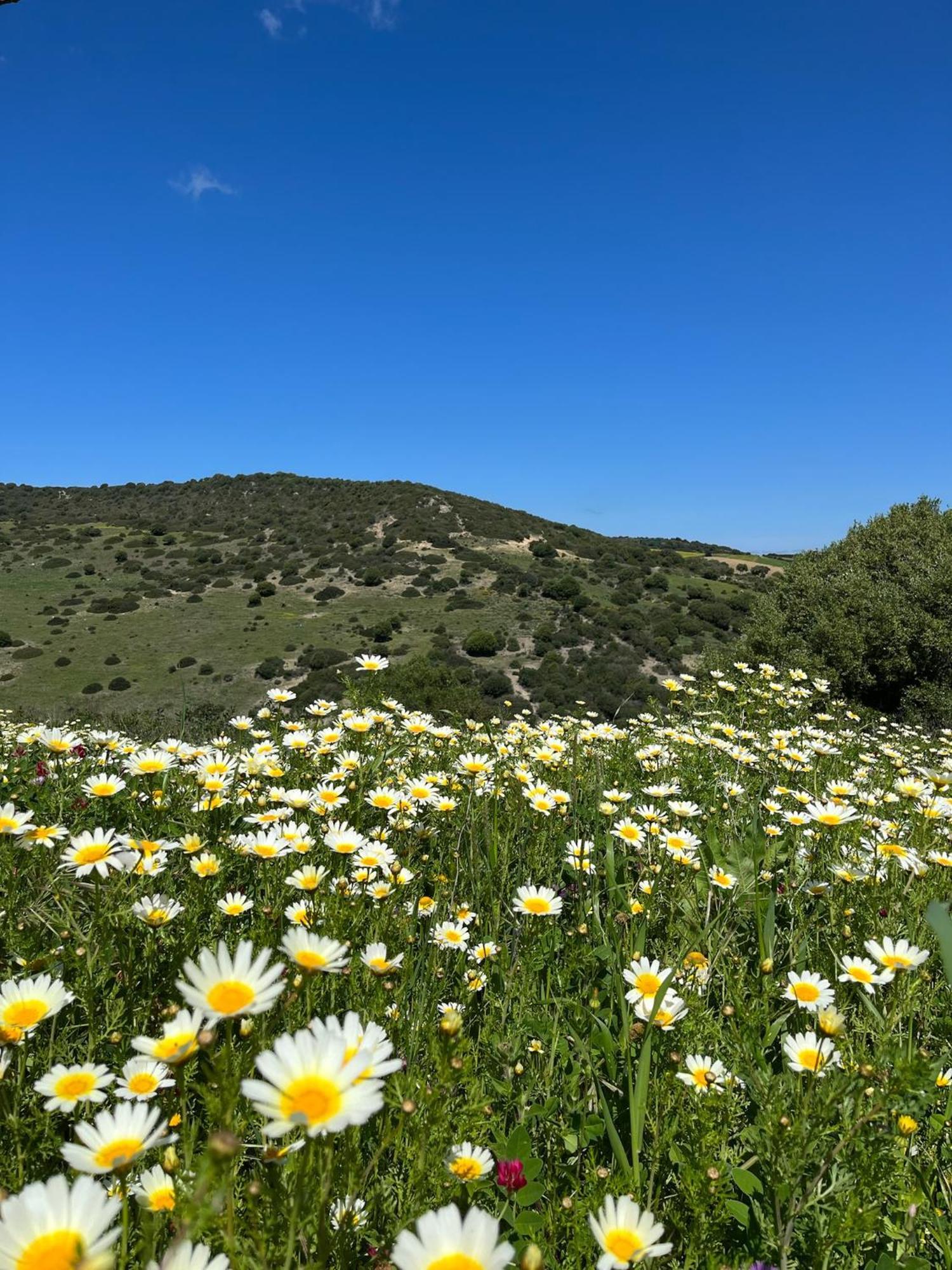 Finca La Vina Villa Vejer de la Frontera Exteriör bild