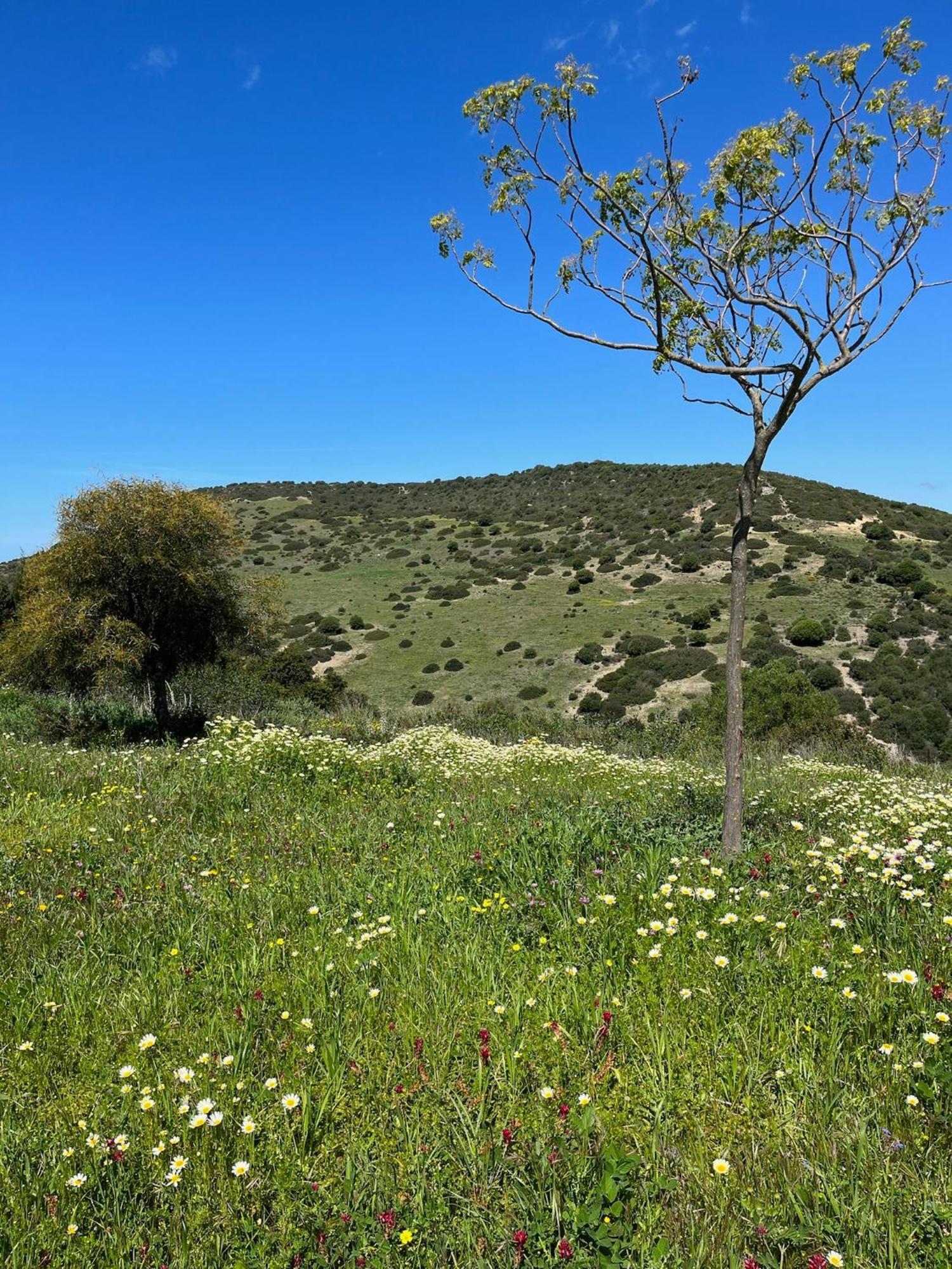 Finca La Vina Villa Vejer de la Frontera Exteriör bild